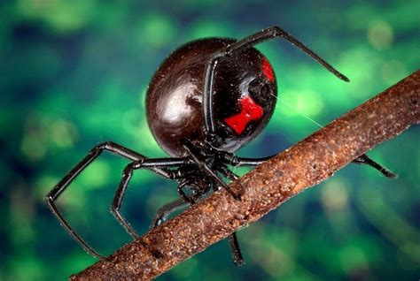 How to identify the bite. Black widow | Spider bite treatment, Spider bites, Spider