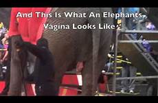 elephant vagina