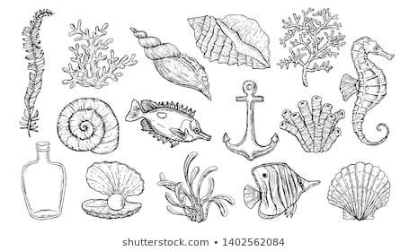 Founded in 2003 by programmer and photographer jon oringer. Sea Shell Seaweed Anchor Seahorse Fish Stock Vector ...