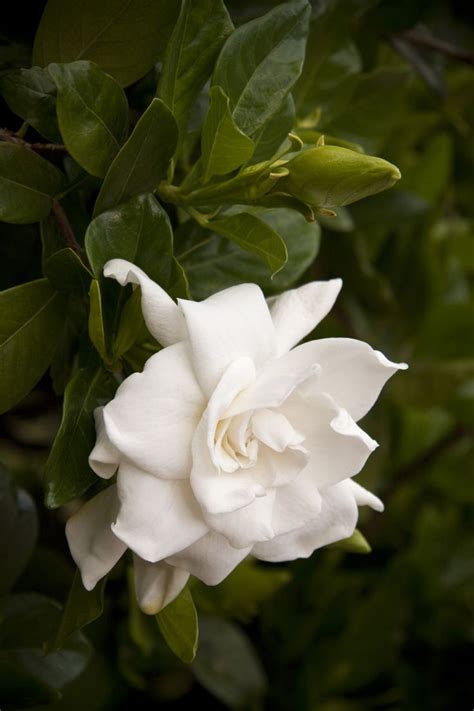 Everblooming gardenia gardenia jasminoides veitchii plants. 1000+ images about Jasmine Gardenia on Pinterest ...