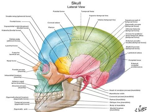 Many of the skull fractures are not as painful as they seem. Cranial and jaw bones | medical | Pinterest