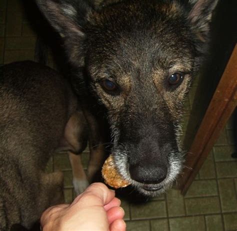 „3 kalter hund kuchen rezepte. Janna's Thunfisch-Käse-Cracker | Hunde kuchen, Thunfisch ...