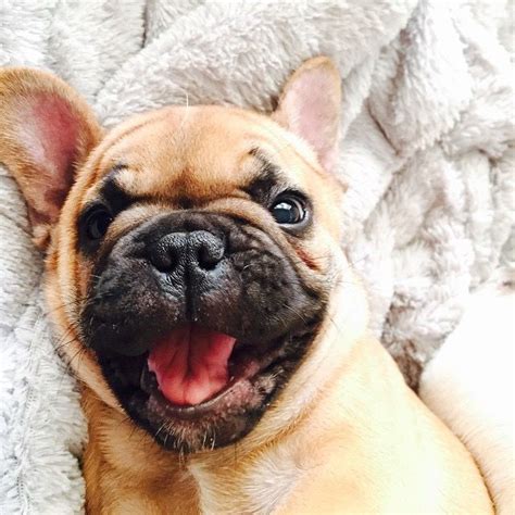 Brachys include breeds such as bulldogs, pekingese, boston terriers, pugs and boxers. Are you one of the pug lovers or french bulldog lovers ...