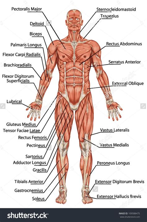 Without muscle, humans could not live. image.shutterstock.com z stock-vector-anatomy-of-man ...