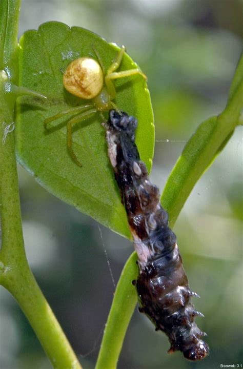 We did not find results for: Leetle bitty spiders, part 3: Crab spider sp. - Benweb 3.2