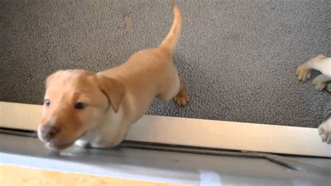 They have the natural desire to retrieve along with the broad head and correct structure as described in the standard. AKC yellow Lab puppies for sale in Wisconsin - YouTube