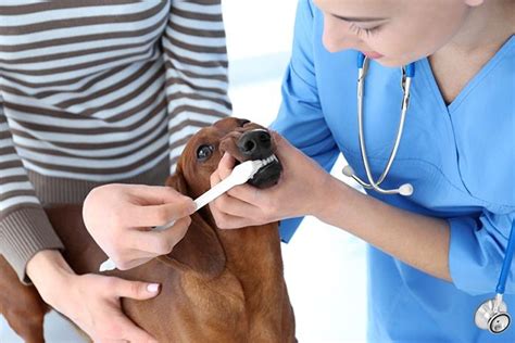 It typically has a fishy or rotten smell. Why Do Dachshunds Have Bad Breath (With images) | Dog ...