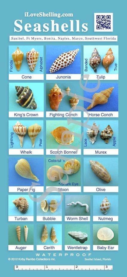 A wide variety of artificial conch shells options are available to you, such as crystal, metal, and ceramic. 92 Best shell decorations images | Seashell crafts, Shell ...