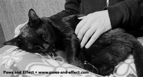 How to know when it is 'time' to euthanize a pet (put to sleep) here are some questions to consider when evaluating the quality of life for your pet. How Do I Know When To Euthanize My Cat - CatWalls