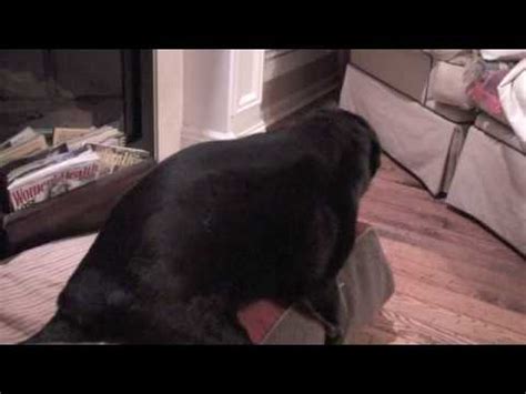 How to hump a pillow. Dog Humps Pillow - YouTube