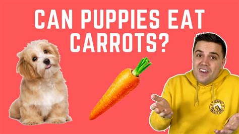 It is not good to allow a squirrel to gorge themselves on anything. Can Puppies Eat Carrots? - YouTube