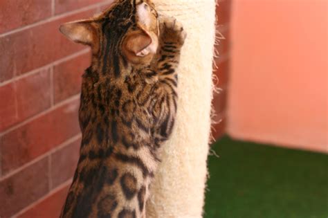 Roxy: Уход за бенгальскими кошками