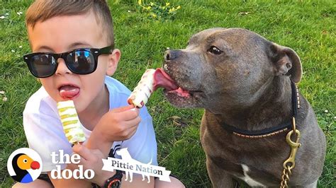 The mobile version of the website. Pittie Hasn't Left His Brother's Side In 7 Years | The ...