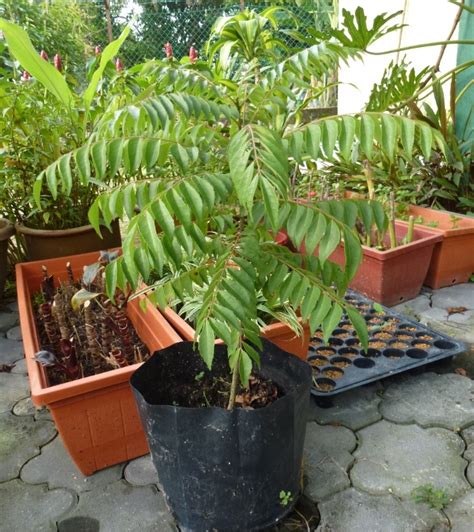 Tenggek burung ni biasanya di… Greenfingers: Pokok Tenggek Burung