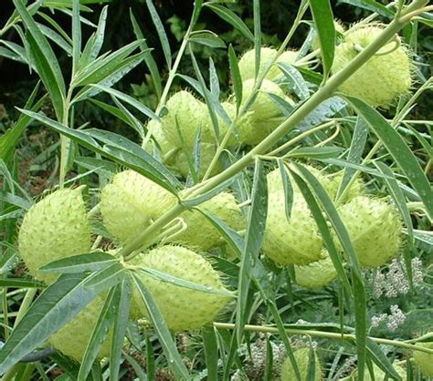 Check out our hairy green plants selection for the very best in unique or custom, handmade pieces from our shops. Asclepias Verticillata Whorled Milkweed