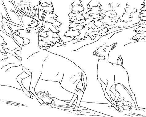 Printable deer head coloring pages. Free Printable Deer Coloring Pages For Kids | Deer ...