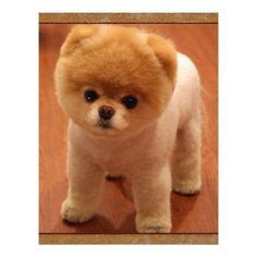 This kid of the maltese and toy or. teddy bear pomeranian puppies for sale near me - # ...