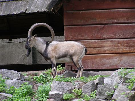 Capra is a genus of mammals, the goats, composed of up to nine species, including the wild goat, the markhor, and several species known as ibexes. Koza bezoarowa | Koza bezoarowa (Capra hircus cretica ...