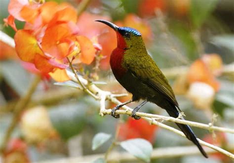Suara burung decu kembang gacor merdu untuk masteran dan pancingan burung decu kembanh atau sikatan kembang. Burung Kolibri Ijoan Jantan - Gambar Burung