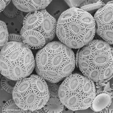 It's an accumulation of ancient skeletons: coccolithophores | Things under a microscope, Single ...