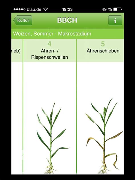 An arithmetically greater code indicates a plant at a later growth stage. BBCH Bestimmer - Waidmanns Dank!