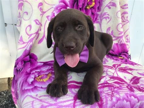 Chocolate labs are industrious little pups. Labrador Retriever puppy for sale in PEACH BOTTOM, PA. ADN ...