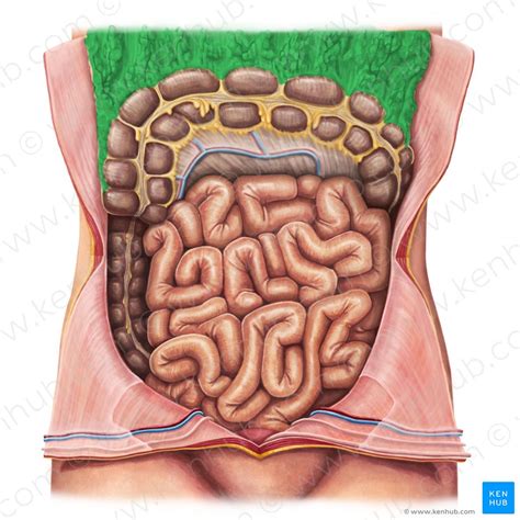 Lesser omentum (plural lesser omentums or lesser omenta). Peritoneum and peritoneal cavity: Anatomy and function ...