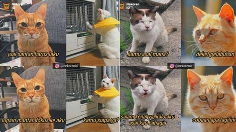 Mata hijau, hidung besar, dan telinga berumbai — pengguna media sosial telah menggunakan foto kucing bernama big floppa untuk membuat meme, gambar rekayasa, kaus, patung, dan bahkan. 50 Gambar Kucing Putih Meme
