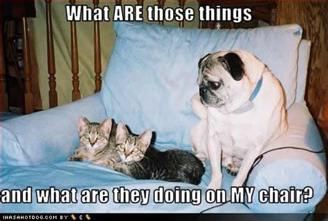 For more stuff i do online since since retiring from engineering at the age of 33. Funny Image Gallery: Funny Pictures Of Dogs With Captions