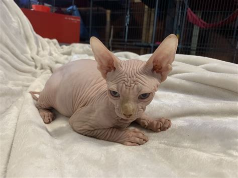 Check out our hairless cat selection for the very best in unique or custom, handmade pieces from our mugs shops. Sphynx Cats For Sale | Bowie, MD #289443 | Petzlover