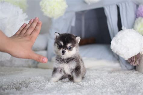 Sia — puppies are forever. Small Dog Breeds - 10 Cutest Small Dogs That Stay Small Forever