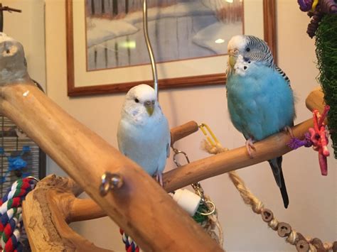 They do however, have one mate at a time and like to work together to bring up their offspring. Toby gets her way for one night - parakeet molting is ...