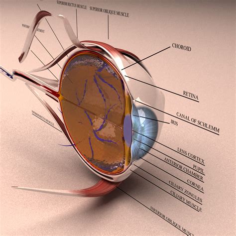 We did not find results for: 3d model human eye section