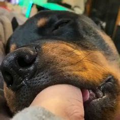The following are up for bid on ebay, listed at current bid or buy it now prices: Rottweiler Lab mix. Reminds me of my odog, R.I.P. Rasco ...