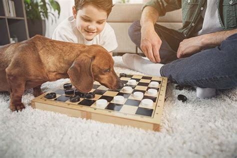 The best dogs for families—naturally—will vary depending on the family, so consider whether your crew is looking for a hiking buddy or a furry snuggle bug. 5 Board Games to Play With Dogs (With images) | Dogs and ...