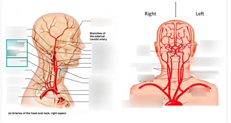 The systemic circulation is a major portion of the circulatory system. Arteries Of The Head And Neck Diagram - Diagram For You