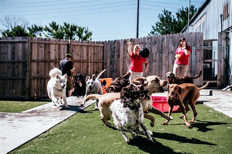 Pet Resort in West Des Moines IA | Bark Ave West