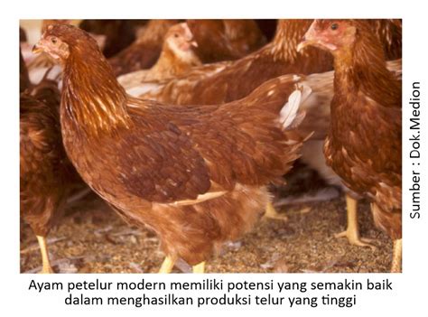 Pasti menyenangkan kalau anda bisa memiliki persediaan telur segar. Kunci Mencapai Keberhasilan Produksi Telur - Medion