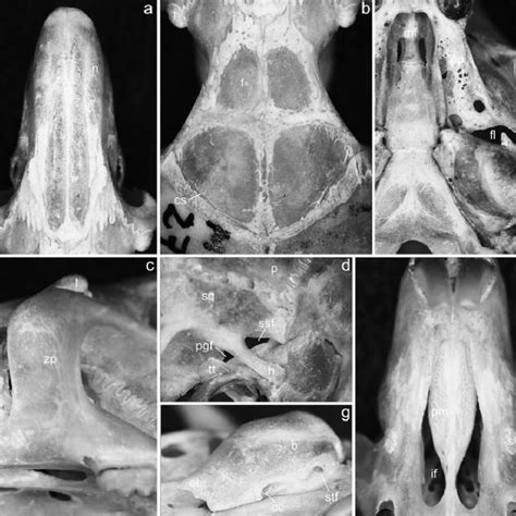 Specimens were captured among rocky outcrops in campo rupestre montane savannas. (PDF) Range extension of Bibimys labiosus (Winge, 1887 ...