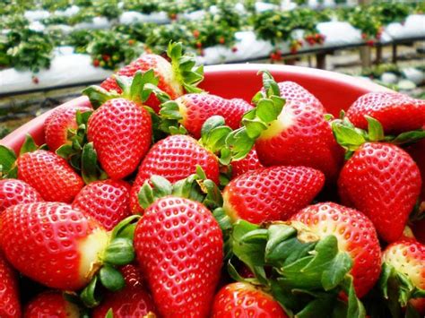 A wide variety of cameron highland strawberry options are available to you, such as common. Klia Taxi Budget: Cameron Highland