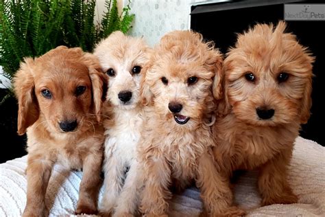 Our puppies are just as important to us, so we have had full genetic health testing done on all of our breeding dogs to ensure our. Mini Golden: Goldendoodle puppy for sale near Madison ...