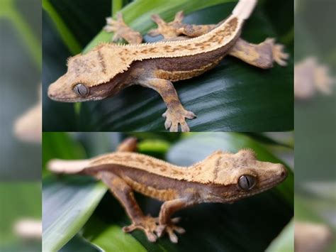 Finden sie ihre wohnung in korschenbroich mit immowelt! Kronengeckos (Correlophus ciliatus) (Korschenbroich ...