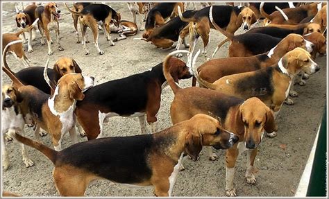 Ces chiens sont résistants, hardis, capables de soutenir plusieurs heures de menée à bonne allure. Chien Français Tricolore is gathering - Pet Paw