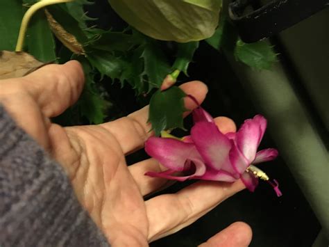 Do plants die of old age? The Christmas Cactus - How Would You Do It?