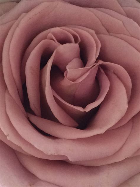 Bedrijf centrale fabriek plant planten poten site paars purper purperen liefdesrelatie romaans romance romantisch romantische roos roosgekleurd rozenstruik rozig alleenstaand kies uit vrijgezel stil week. Amnesia rose- mauve pink | Amnesia rose, Rose, Plants