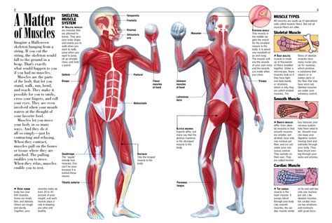 Medical education chart of biology for muscular system diagram. Muscles - Kids Discover