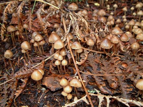 These dose ranges are for psilocybe cubensis mushrooms. Selected Psychedelic Species - Vancouver Mycological Society