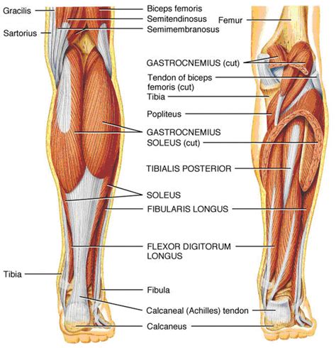 Ninja nerds,join us in this video where we use a model to show the anatomy of the leg muscles. New Page | Anterior leg muscles, Human anatomy, Lower leg ...