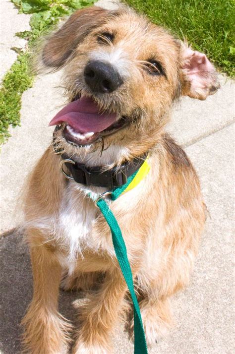 I don't think she sheds a lot. Kairi_A09462680-2.jpg 531×800 pixels | Wire haired terrier ...