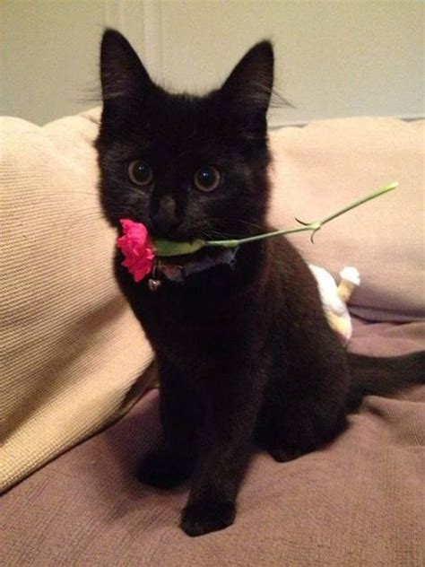 Flowers toxic to cats photos. Carnation Flower - THIS FLOWER IS DEADLY TOXIC TO A CAT ...